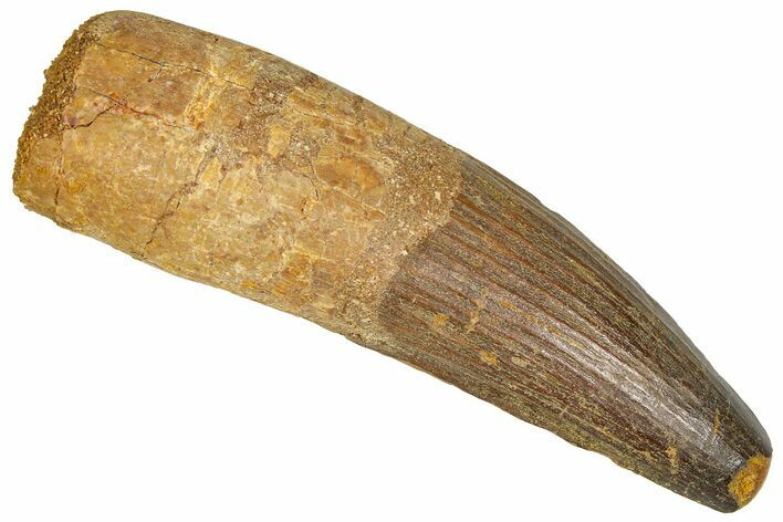Fossil Spinosaurus Tooth - Feeding Worn Tip #365620